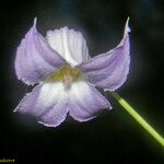 Clematis crispa 花