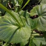 Doronicum pardalianches Leaf