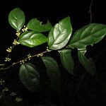 Casearia acuminata Leaf