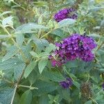 Buddleja japonica花