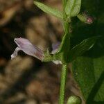 Scutellaria minor ফুল
