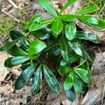 Chimaphila umbellata Blad