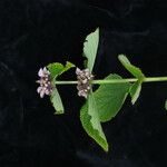 Phlomoides macrophylla