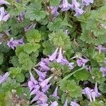 Glechoma hederacea Habit