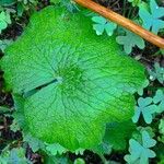 Ranunculus cortusifolius Lapas