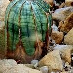 Euphorbia obesa Hostoa