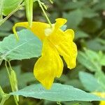 Impatiens noli-tangere Flower