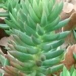 Petrosedum sediforme পাতা