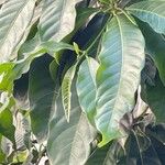 Pouteria caimito Leaf