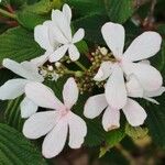 Viburnum plicatum Blodyn