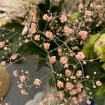 Gypsophila paniculata Цветок