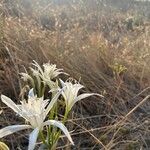 Pancratium maritimum Flower