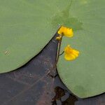 Utricularia australis 花