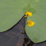 Utricularia australis Květ