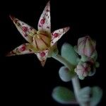 Graptopetalum pachyphyllum Flower