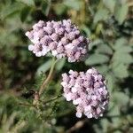 Achillea × roseoalbaFlower