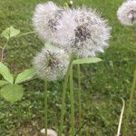 Taraxacum rubicundum Mbuma