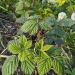 Rubus pruinosusFrunză