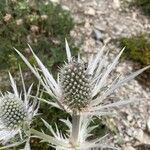 Eryngium spinalba Λουλούδι