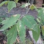 Acer negundo Leaf