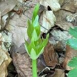 Ruscus hypoglossum Folio