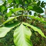 Markhamia tomentosa Blatt