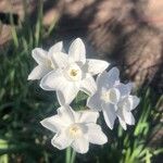 Narcissus papyraceus Kukka
