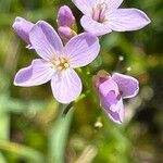 Cardamine crassifolia Flower