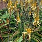 Aloe vanbalenii Flower