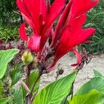 Canna × hybridaCvet