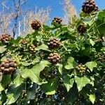 Hedera helix Liść