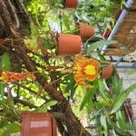 Psychopsis papilio Flower