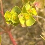 Euphorbia portlandica 花