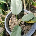 Philodendron hastatum Foglia