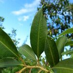 Agarista salicifolia Leaf