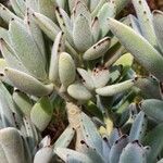 Kalanchoe tomentosa 整株植物