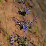 Salvia sonomensis 整株植物