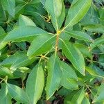 Kalmia latifolia Листок