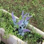 Veronica spicata Λουλούδι
