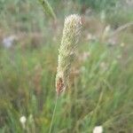 Phalaris coerulescens Плод