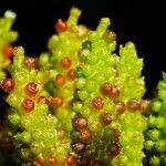 Gunnera tinctoria Flower