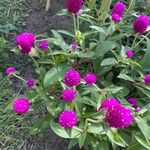 Gomphrena globosaBlüte