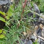 Epilobium dodonaei Leaf