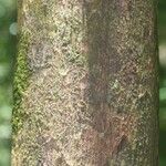 Lecythis persistens Kabuk