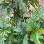 Begonia aconitifolia ᱥᱟᱠᱟᱢ