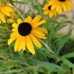 Rudbeckia fulgidaFlor