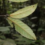 Coelocaryon preussii Hoja