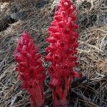 Sarcodes sanguinea Flower
