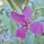 Matthiola tricuspidata Flower