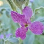 Matthiola tricuspidata 花